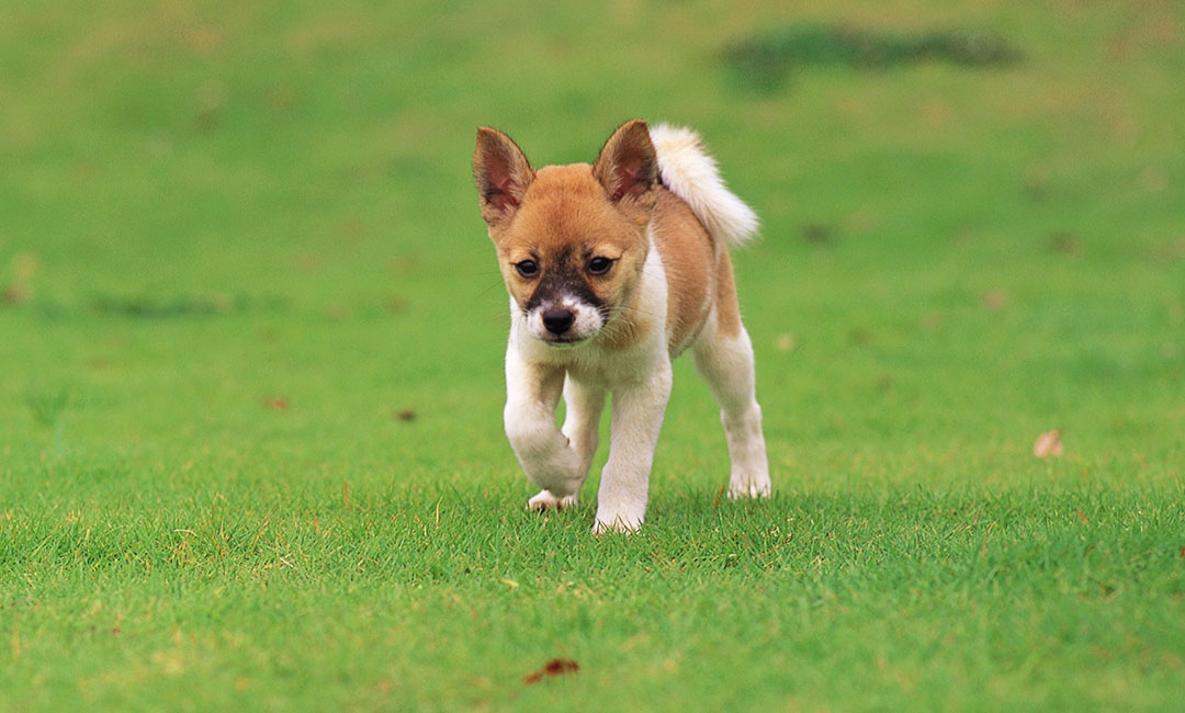巴中叮叮宠物商业计划书案例